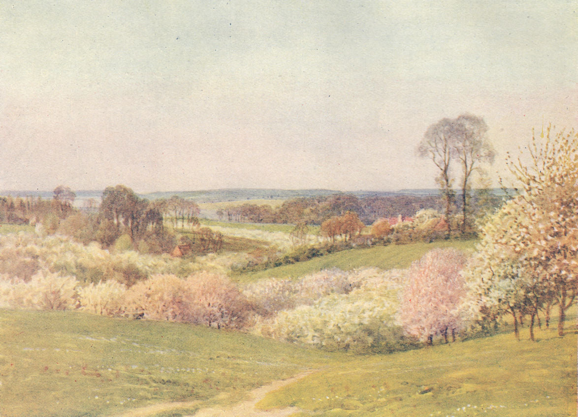 Cherry and Pear Blossom, Berkshire by Sutton Palmer 1920 old antique print